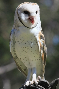 Barking Owl (click to enlarge)